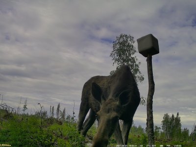 UOVision LiveStream 4G